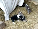 chiots border collie 1 mois