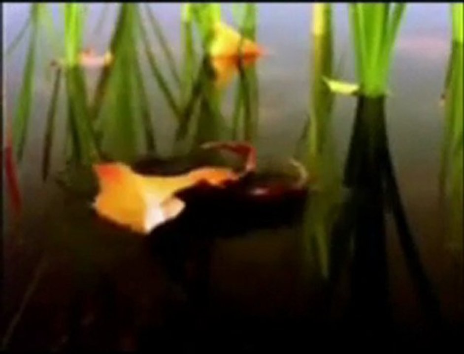 GRUPA 220 - Prolazi jesen (1968)