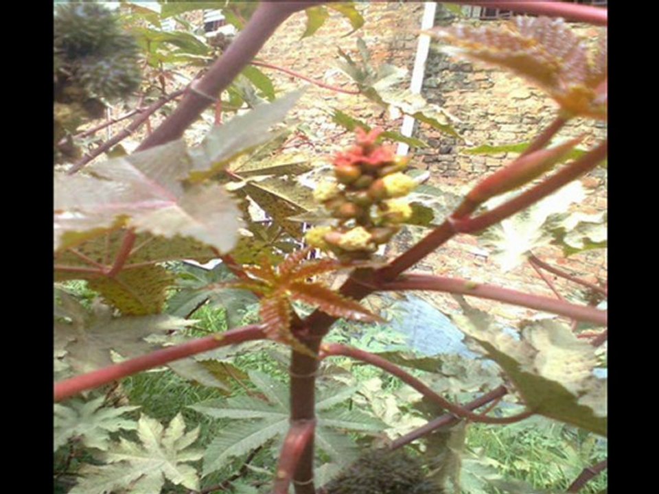 NORMAL SUPERIOR DE PASCA FOTOS HIGUERILLA EDITADO POR ORLANDO BELTRAN