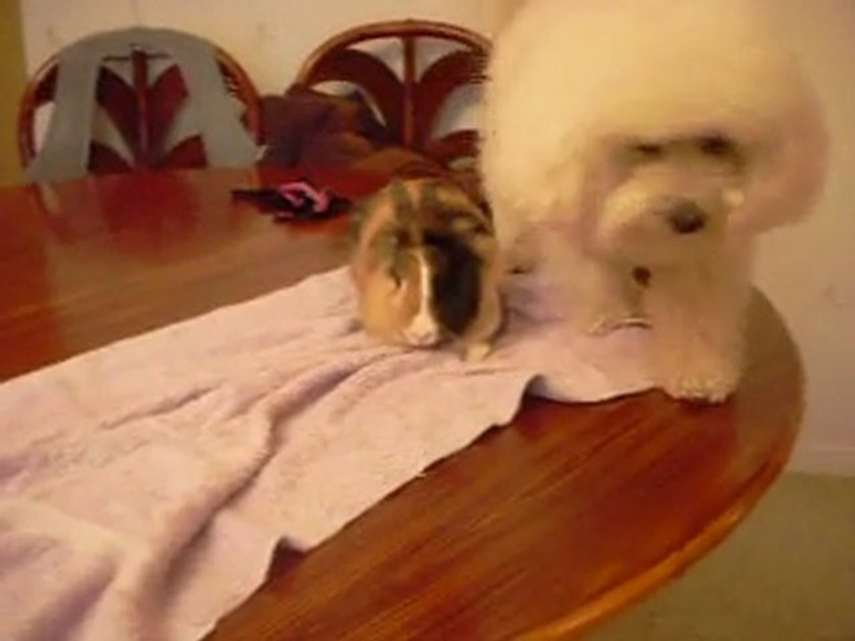Videos Diabolo et Lapinou 005