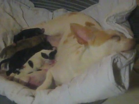 bibi et ses bébé l heure du miam lol