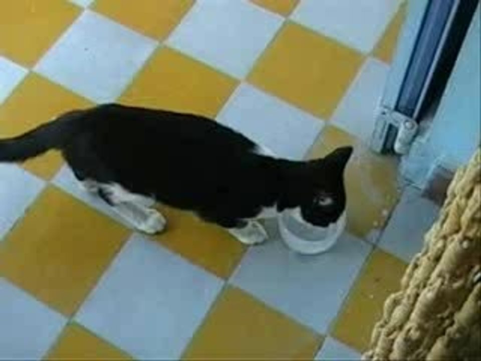 chat ... pitre !
