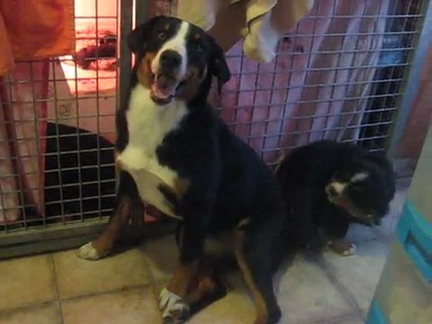 Blue Moon Secrets' Girugämesh Junior : séance de jeu avec Gally