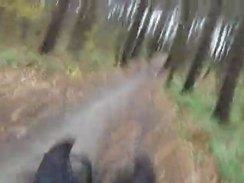 Ulys galop bois de hal