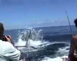 Kılıç balığının intikamı