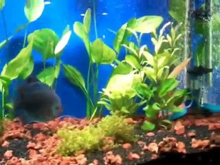 bitkili discus