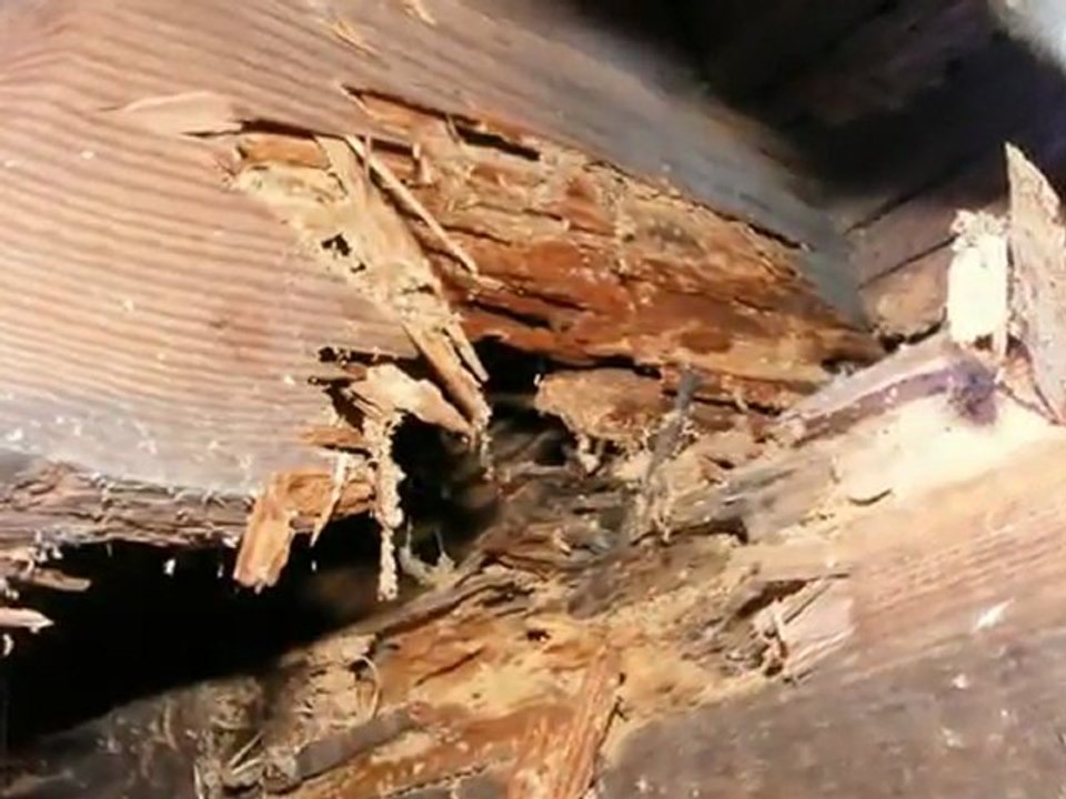 Whatcom County Home Inspection (King of the House) Rot or Wood Decay