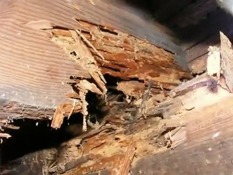 Whatcom County Home Inspection (King of the House) Rot or Wood Decay