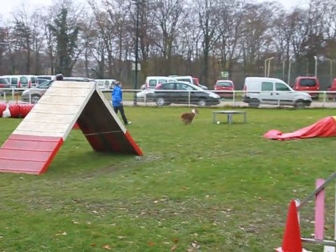 Agility Chantilly Balzane 1er Degré