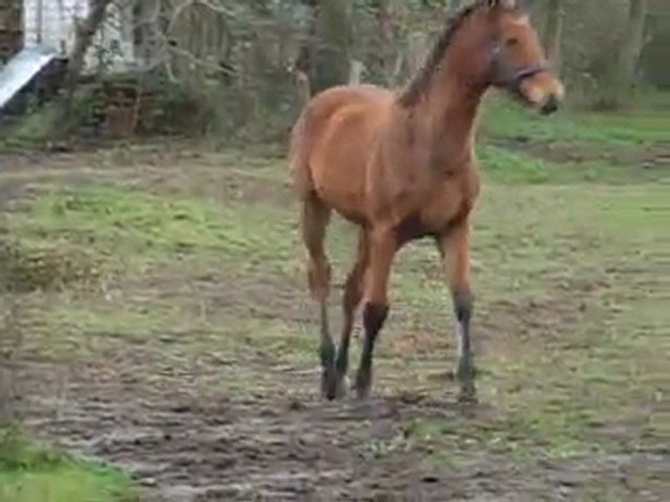 20111204 Arabesque Herbault