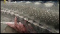 NG | Canavar Balıklar: Dev Mersinbaligi