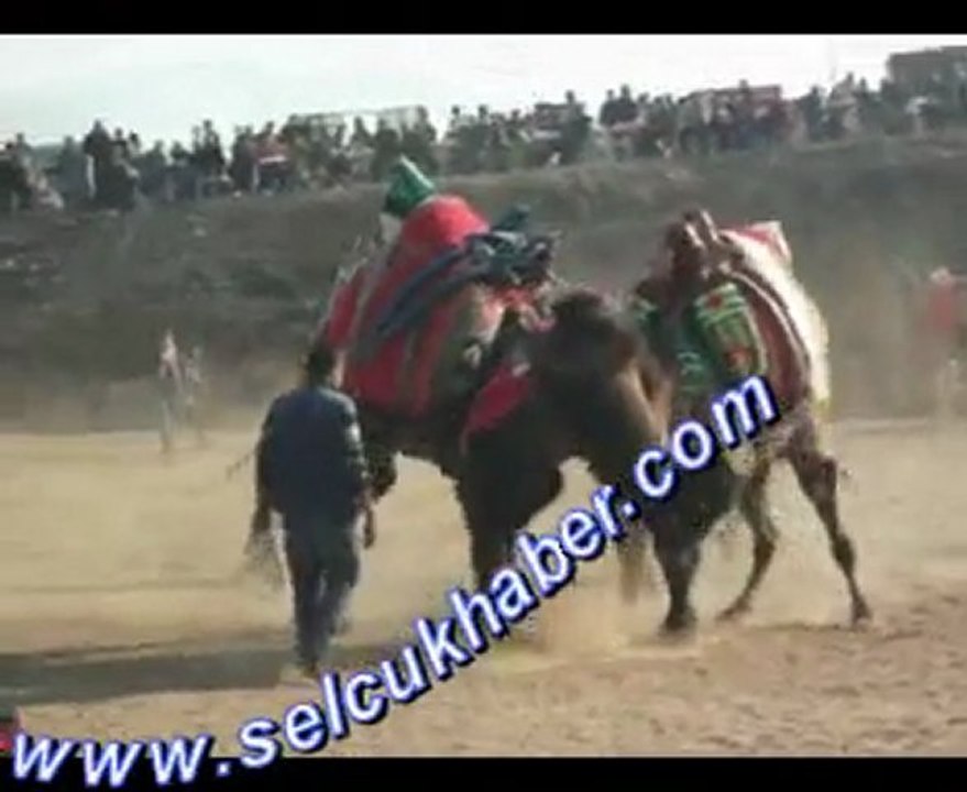Belevi 1. Deve Güreşi Şenliği-www.selcukhaber.com