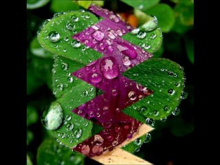 Ömer DANIŞ-TUTSAK ve O KENDİNİ BİLİYOR