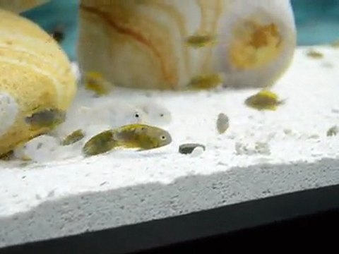 Bemba gold o.b yavruları