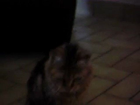 Mimi et son haricot magique lol