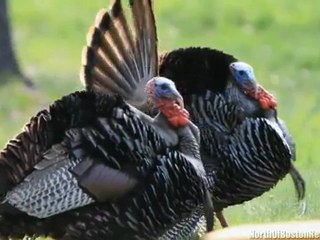 Lexington, Massachusetts Community Tour