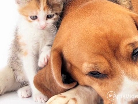 45 Apartments in Allendale, MI - ForRent.com