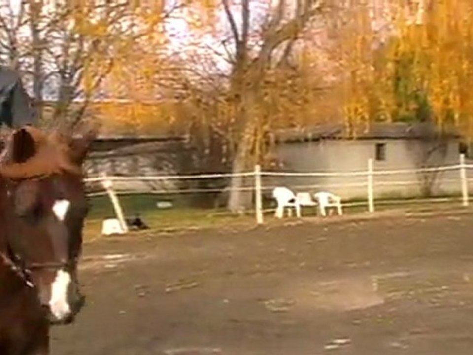 club 1 dressage