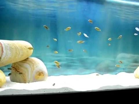 bemba gold o.b yavrularım 1