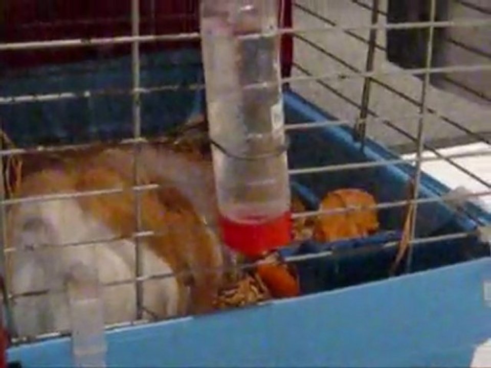 niko l cochon d'inde