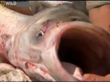 NG | Canavar Balıklar: Nehir İstilası-Uçan Balıklar
