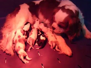 A 093 PREMIERE PORTEE DE FALHIA