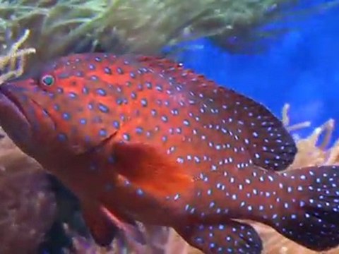 Les aquariums du Musée océanographique de Monaco