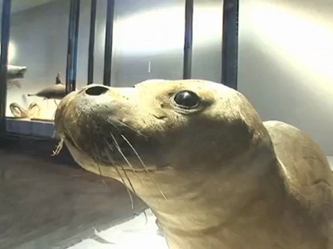 Exposition Méditerranée au Musée océanographique de Monaco