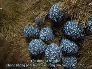 Dragon Gift of the Night Fury 2011