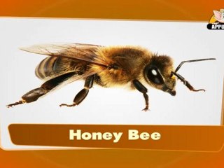 Flashcards for kids - Insects