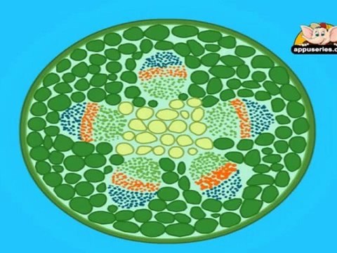 Learn about Plants in Kannada - Different Parts