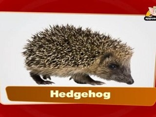 Flap Book - World Animals by Sonia