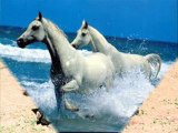 MASHA ALLAH C' EST BEAU LES CHEVAUX