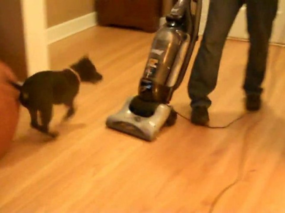 Puppy vs Vacuum