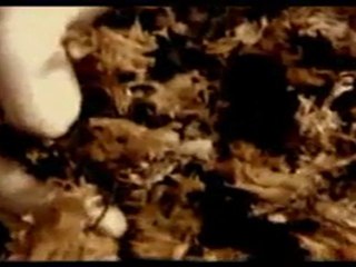 Marbled Papers Work In Progress - English Version [HQ]