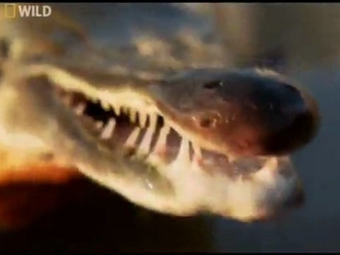 NG | Canavar Balıklar: Timsah Balığı