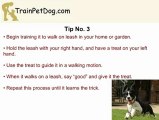 English Springer Training: Train It To Walk In The Park, Without Pulling