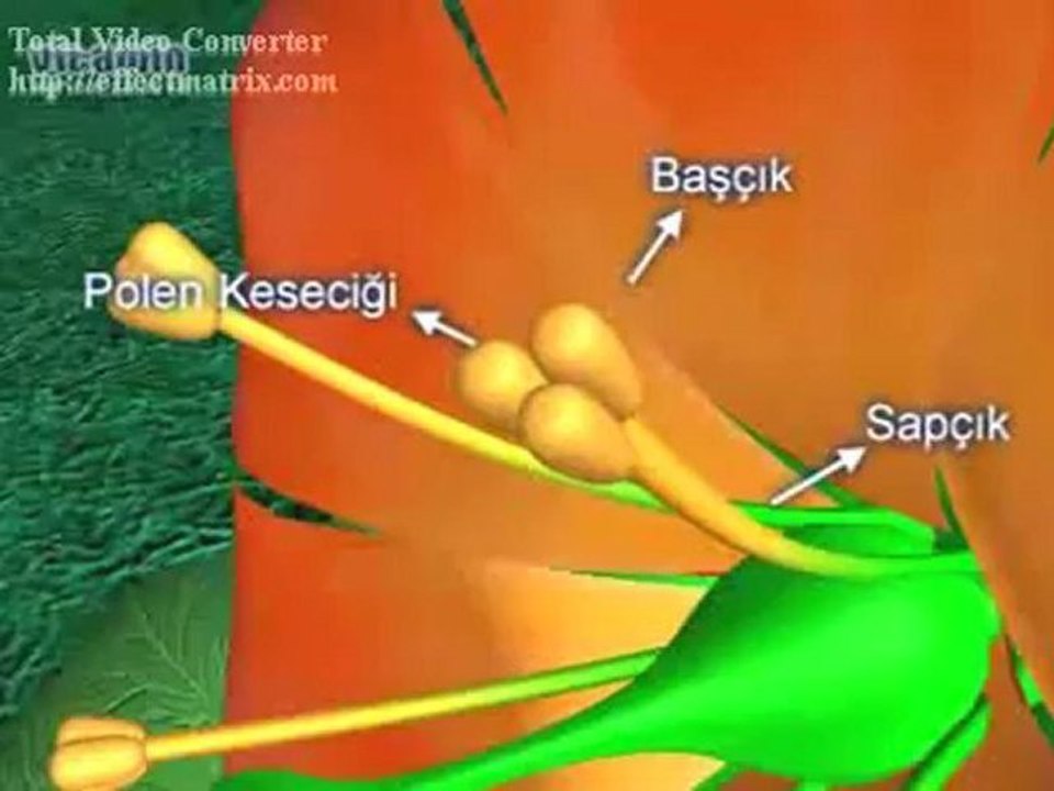 çiçeğin kısımları Dailymotion Video