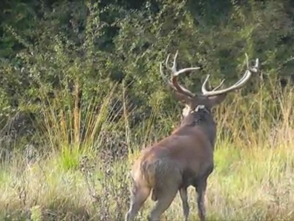 Cerf, le 27-09-11