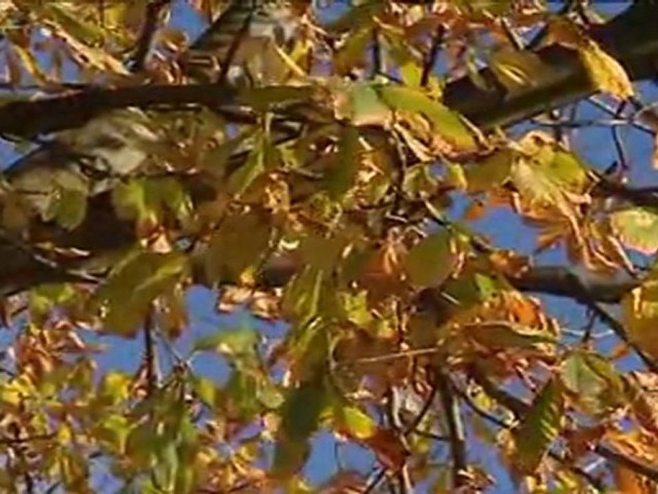 Introduction messe Sainte-Alix 11 dec 2011