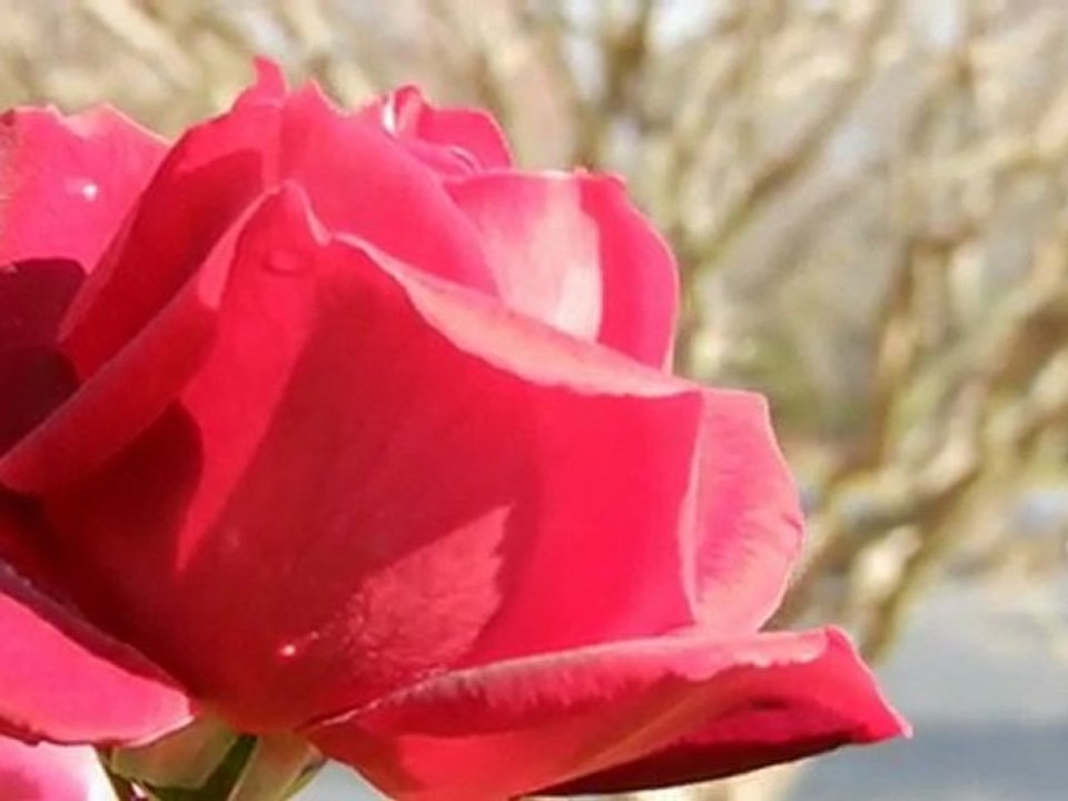 The common Rose
