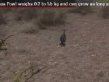 Guinea Fowl - Fun Facts