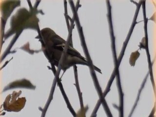 Promenade au parc de Montaud