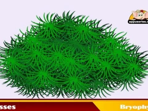 Learn about Plants - Bryophytes