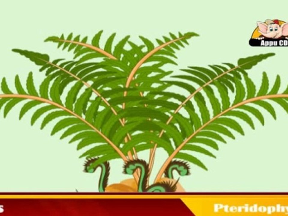 Pteridophytes