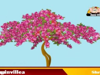 Learn About Plants - Shurbs