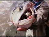 NG | Canavar Balıklar: Vampir Balıklar