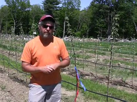 GENÇ ÇİFTÇİLERE BODUR ELMA BAHÇESİ KURULUR0532 224 73 30 BODUR ELMA BAHÇESİ YENİ KURULUM