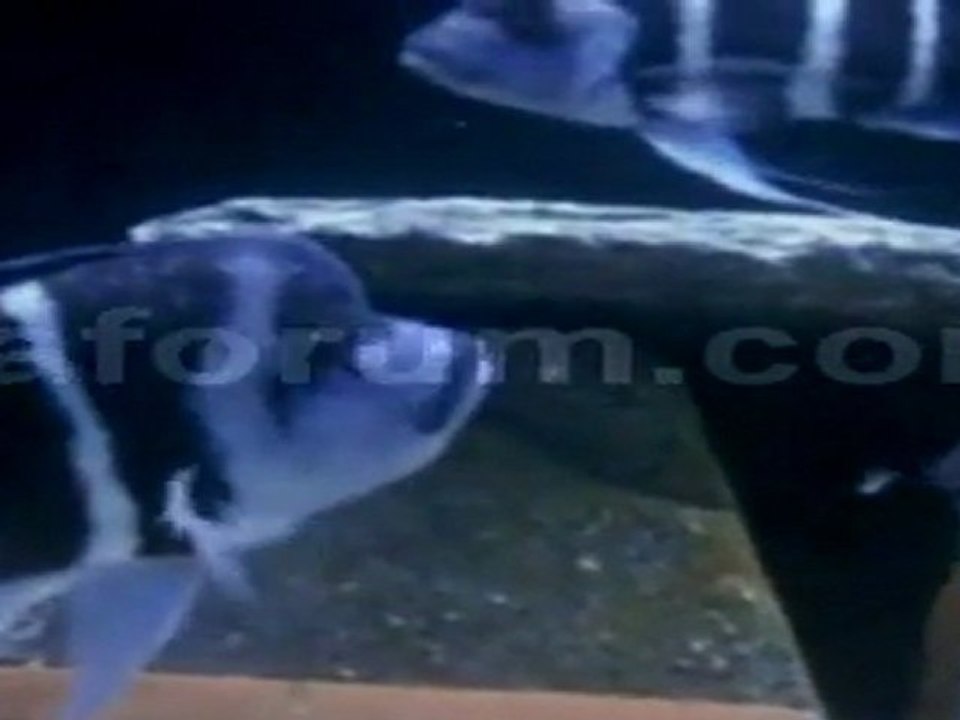 Hakan Ayatalay - Frontosa Moba 2