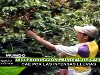 Baja producción mundial de café por intensas lluvias